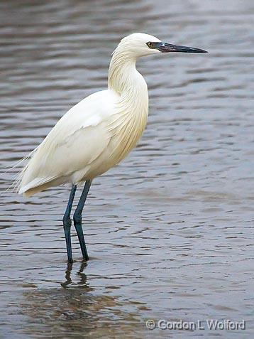 White Morph Reddish Egret_34346.jpg - Reddish Egret, White Morph (Egretta rufescens)Photographed along the Gulf coast near Port Lavaca, Texas, USA. 